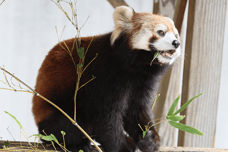 徳島動物園（徳島市）